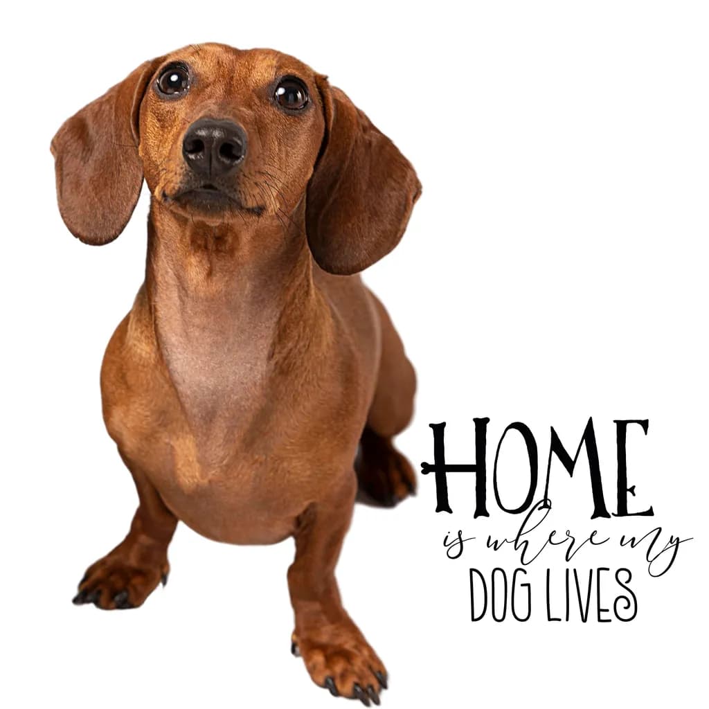 Home is Where My Dog Lives: A Heartfelt Tribute to Canine Companionship