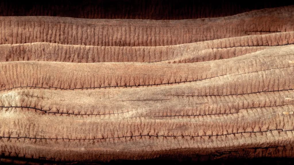 Rustic Harmony: Textured Earthy Wood Patterns in Nature's Embrace