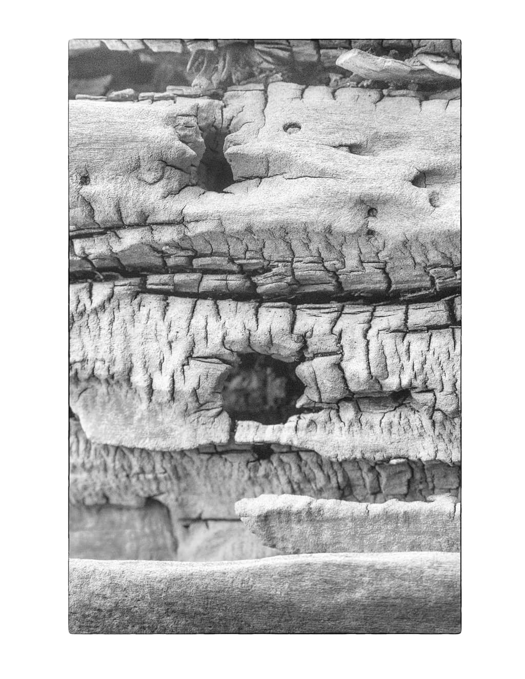 Whispers of Time: The Beauty of Weathered Wood in Monochrome