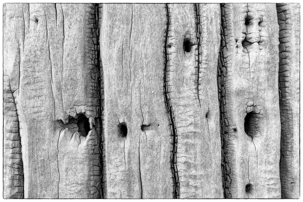 Whispers of Time: The Elegance of Weathered Wood in Monochrome