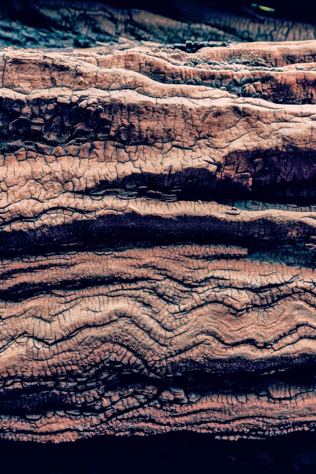 Textured Echoes of Nature: The Intricate Dance of Weathered Wood