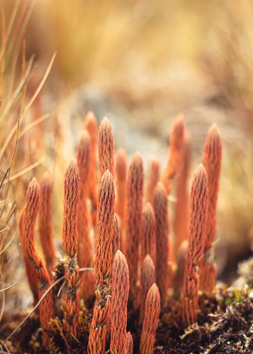 Whispers of Nature: The Vibrant Dance of Emerging Flora in Soft Light