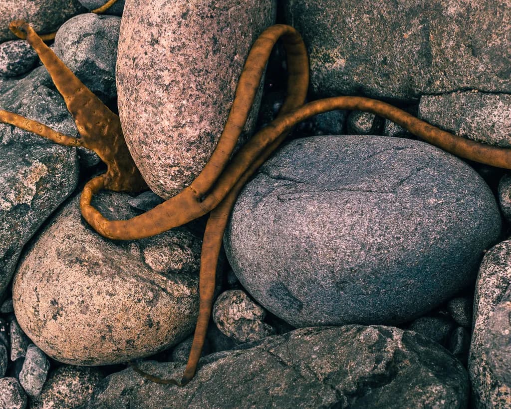 Whispers of the Tide: An Abstract Encounter with Nature's Textures