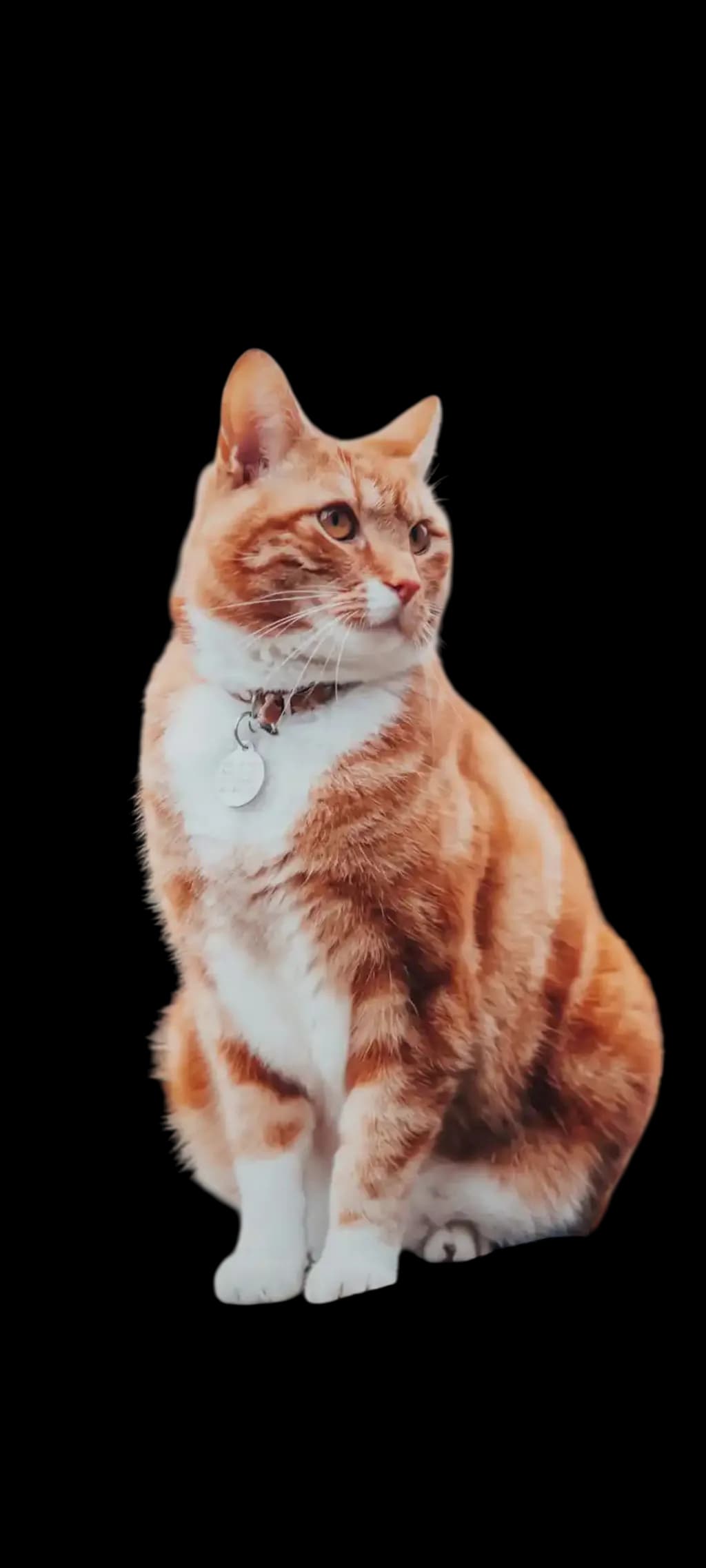 Fluffy Curiosity: The Adorable Orange Cat Portrait
