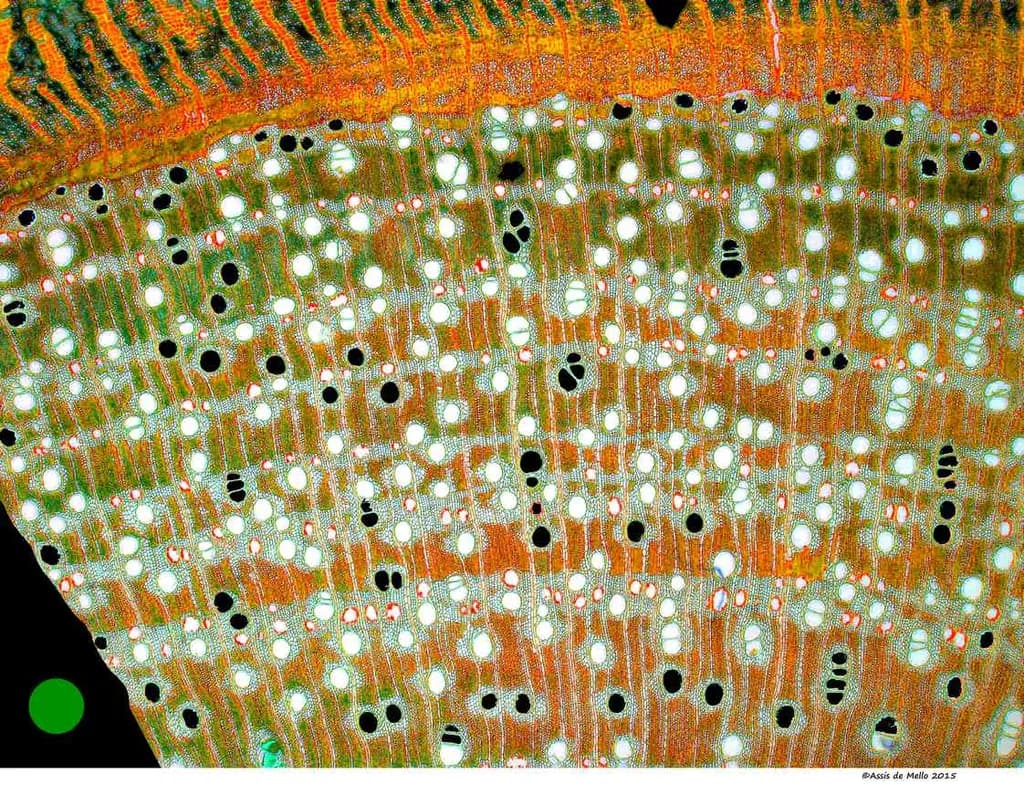 Micro Pattern