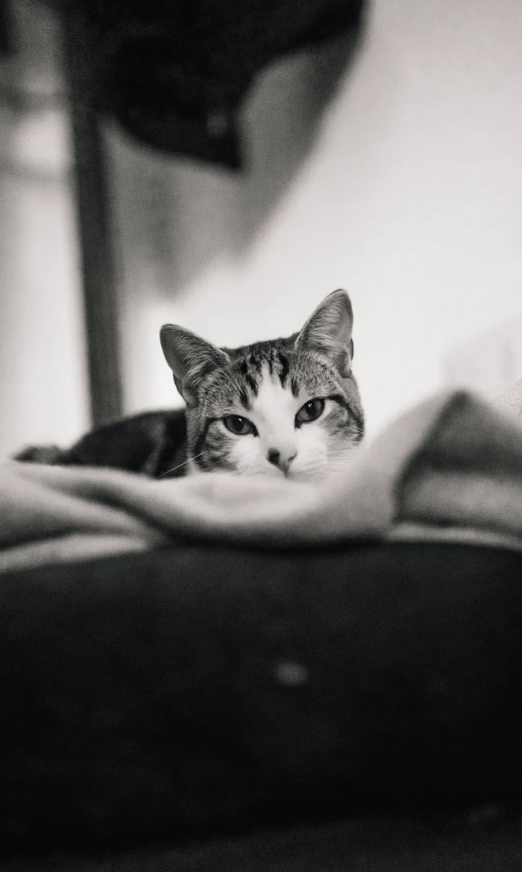 Whiskered Dreams: A Serene Moment in Monochrome