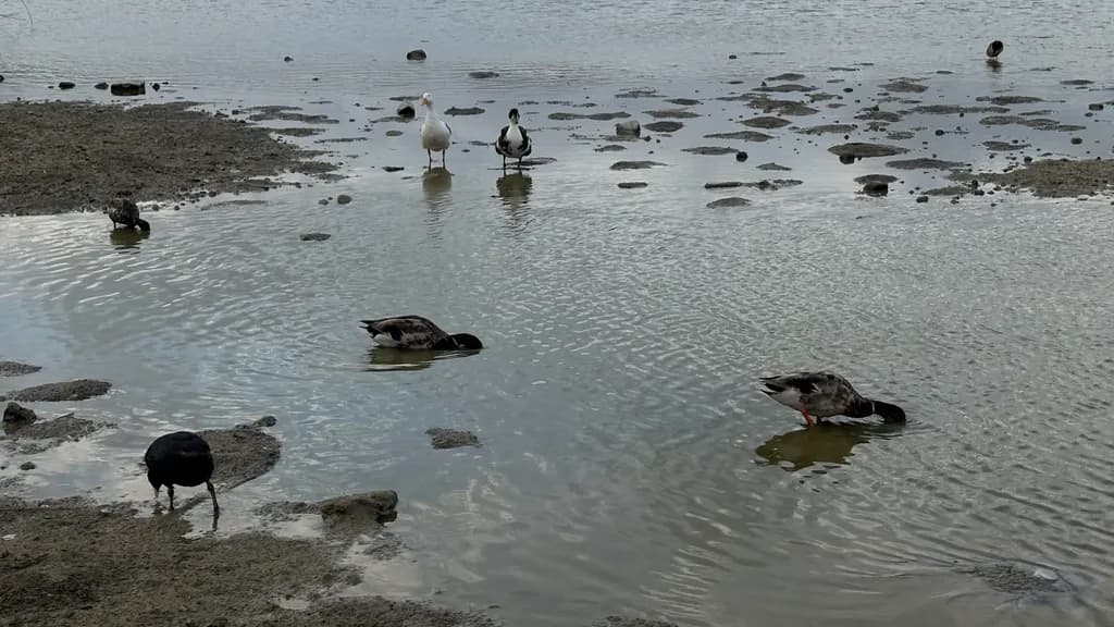 Intertidal Forage