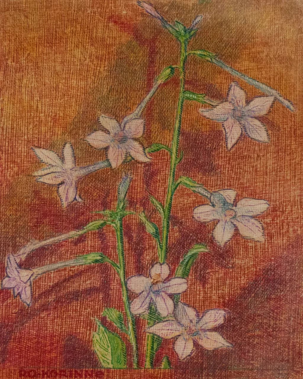Little Flower Shadows