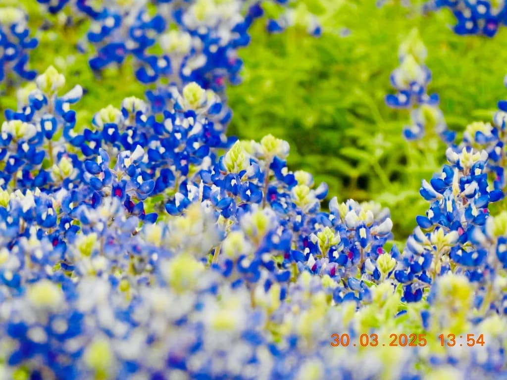 Vibrant Bluebonnet Bliss: A Lush Field of Nature's Beauty