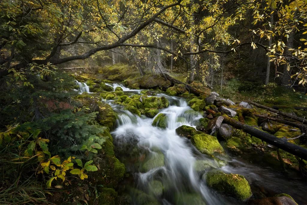 Whispers of Autumn: A Serene Stream Flowing Through Golden Leaves and Mossy Stones