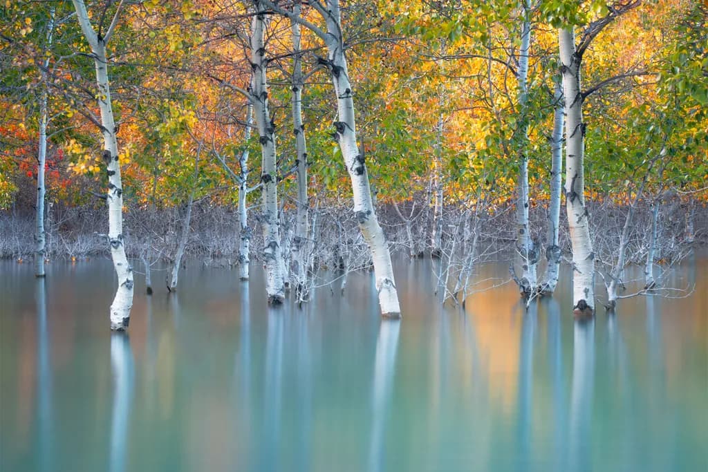 Whispers of Autumn: A Serene Reflection in Nature's Embrace