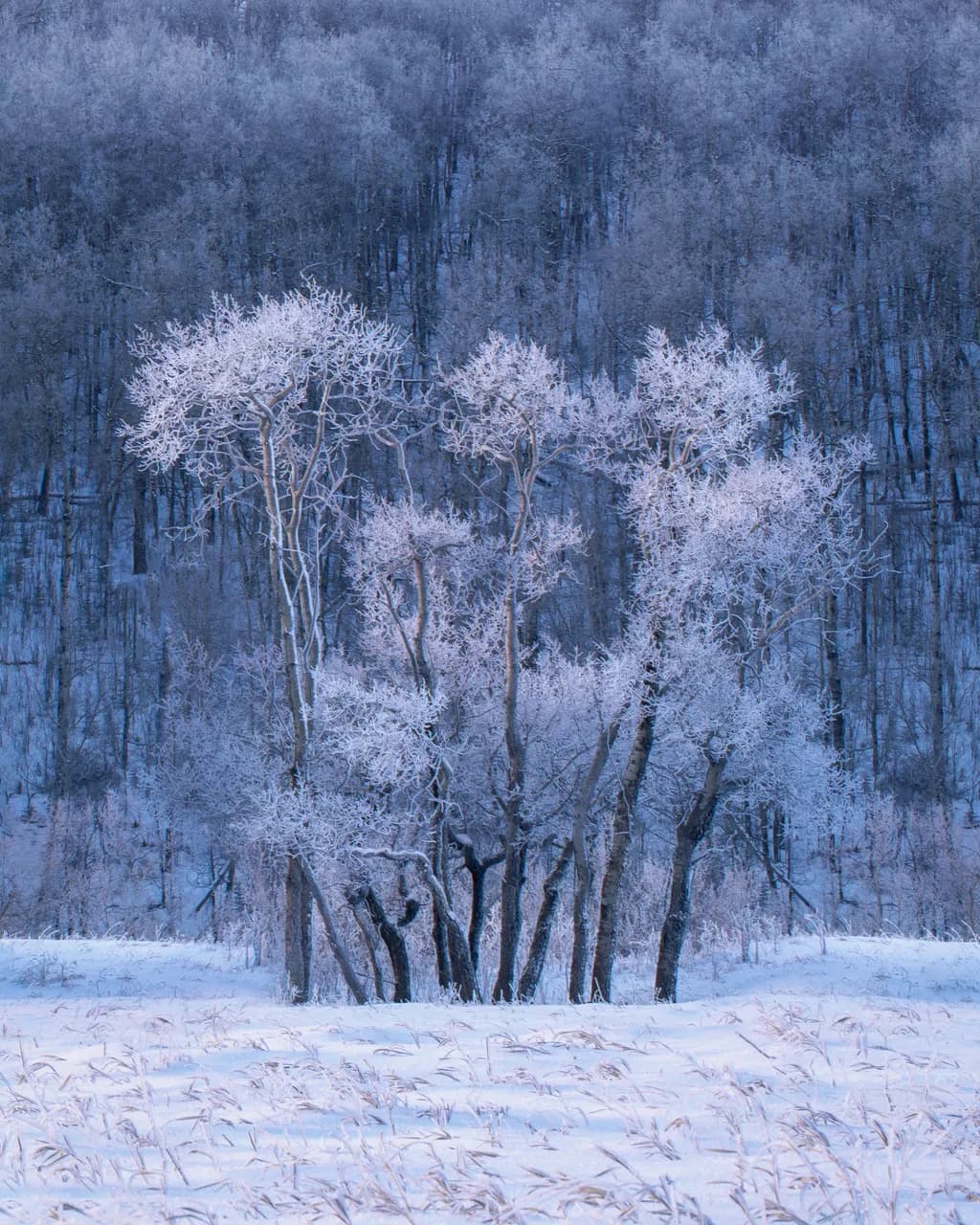 Whispers of Winter: A Serene Landscape of Frosted Trees and Icy Serenity