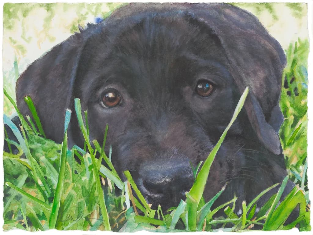 Curious Eyes: A Playful Black Puppy in the Grass