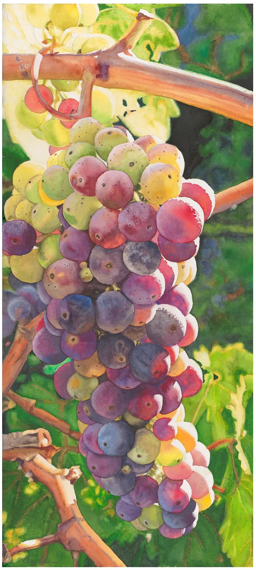 Vibrant Harvest: A Watercolor Journey Through Grapes and Nature's Palette