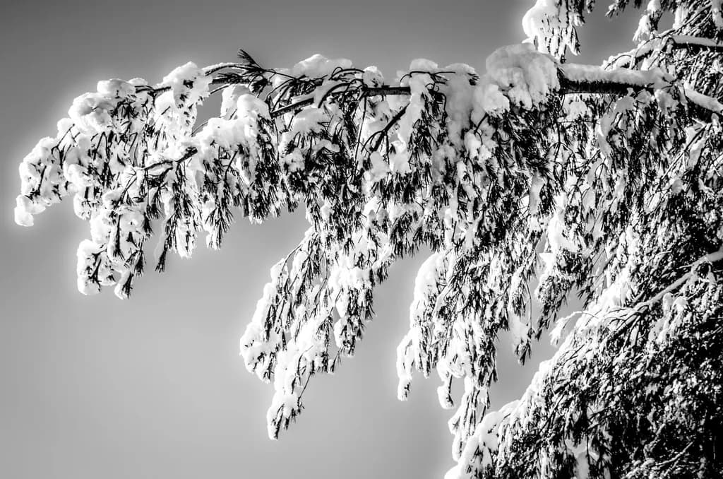 Snowy Branches