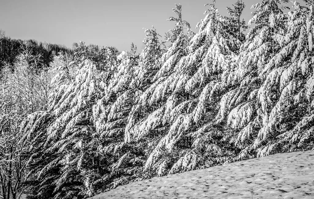 Winter's Embrace