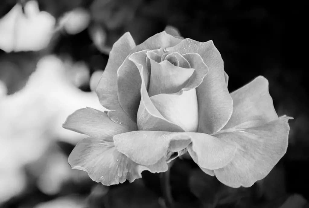 Monochrome Rose