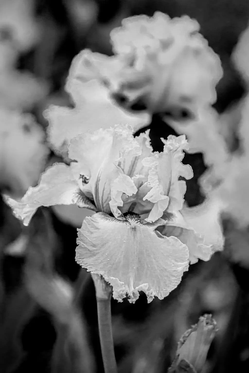Black and White Iris