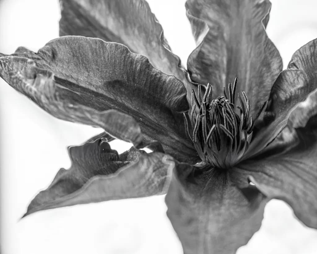 Black and White Blossom