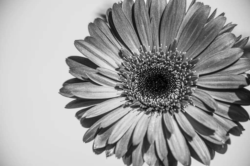 Monochrome Blossom