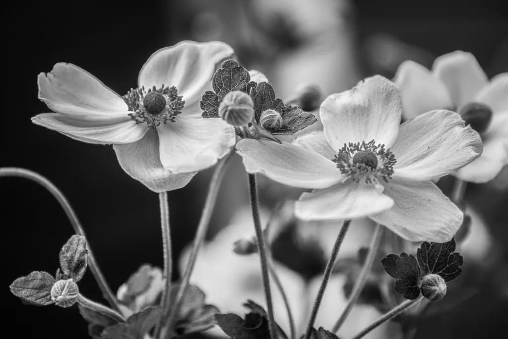Monochrome Blossoms