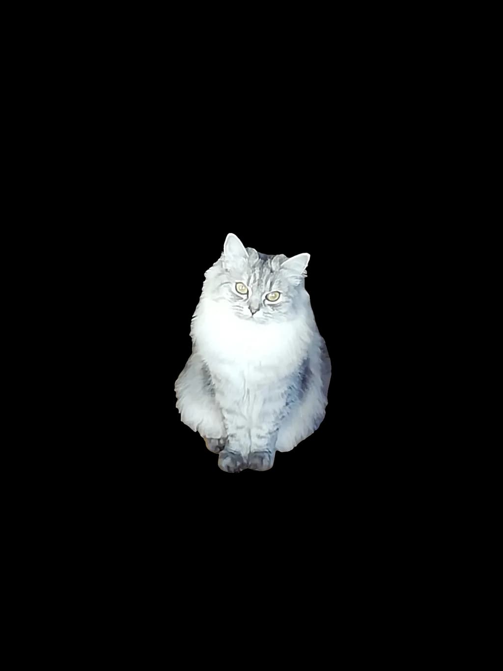 Whiskered Serenity: A Majestic Feline Portrait in Ethereal Light