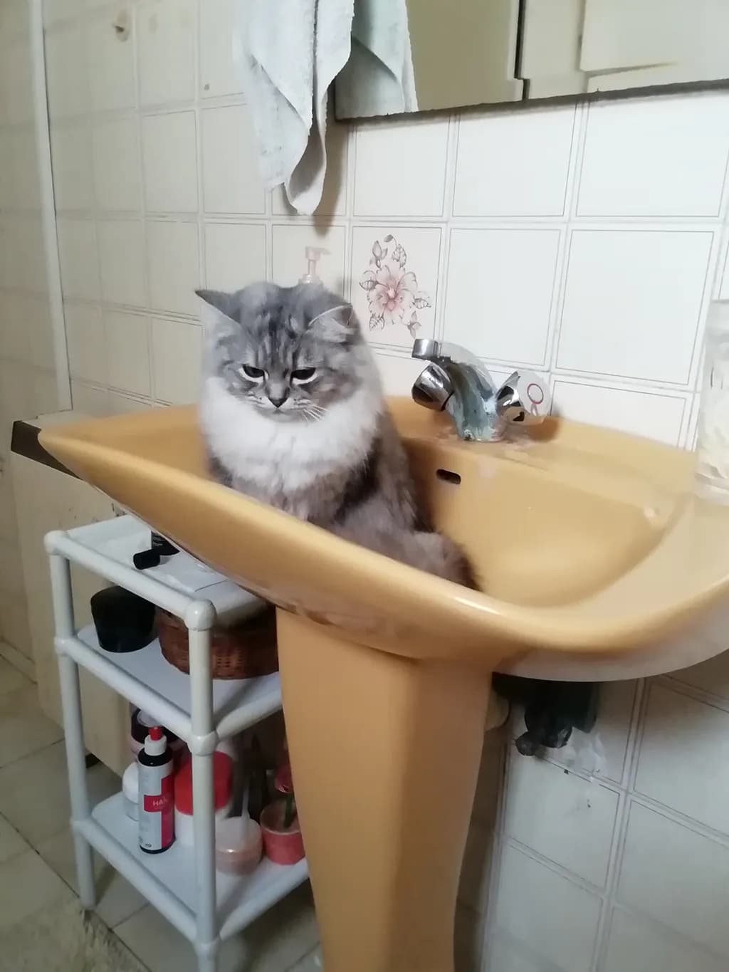 Whimsical Whiskers: A Curious Cat's Sink Adventure