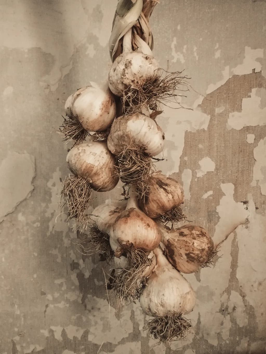 Harvested Whispers: The Organic Elegance of Garlic Roots in Textured Harmony