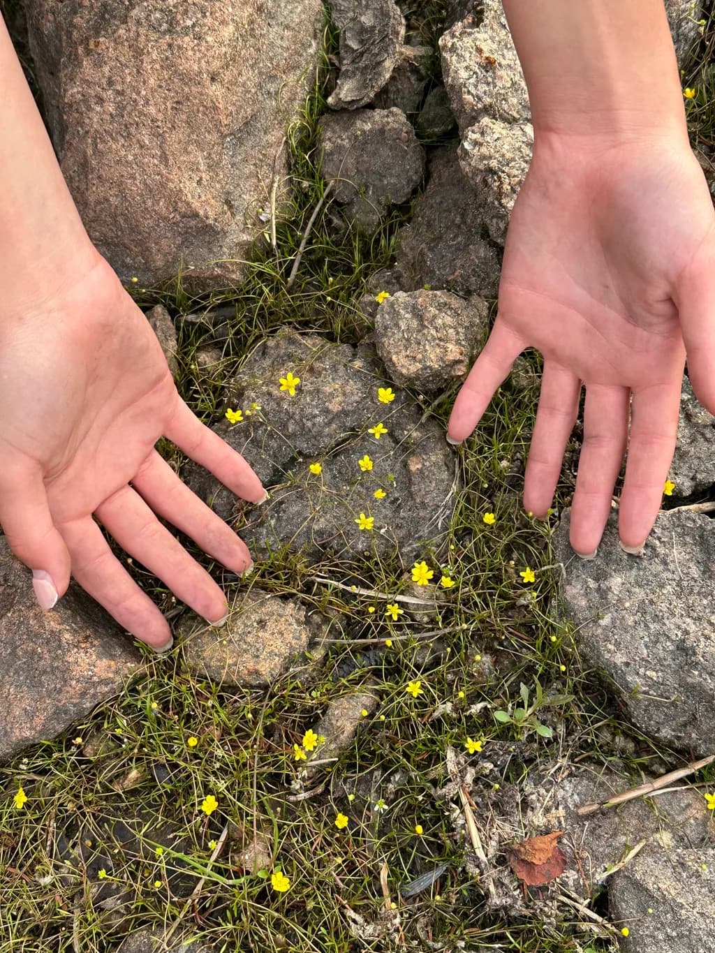 "Embracing Nature: Hands in Harmony with Wildflowers"