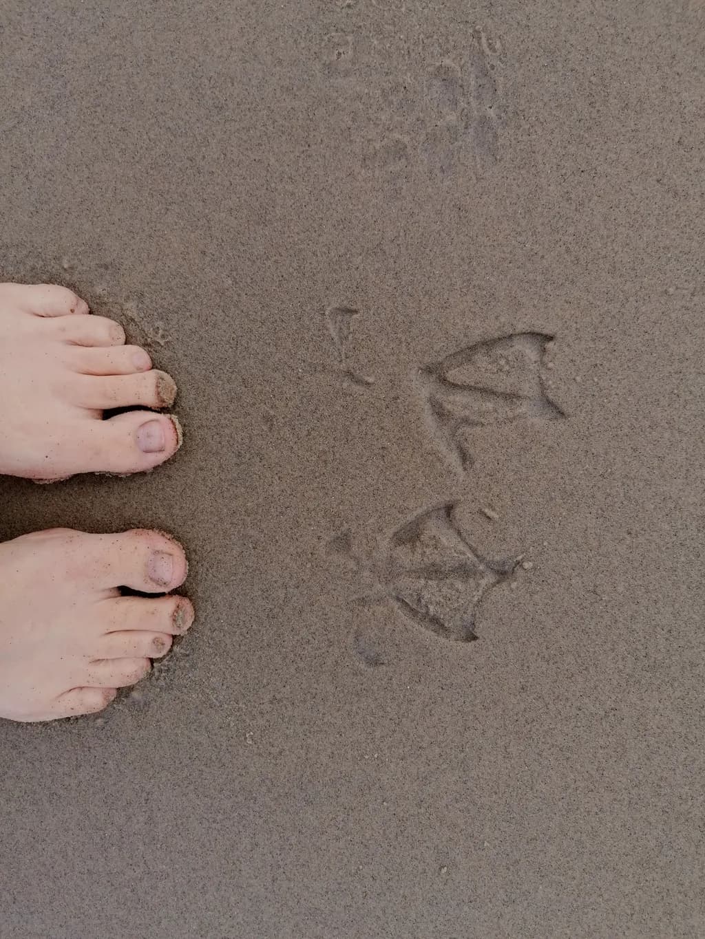 Footprints in the Sand: A Journey of Connection and Discovery