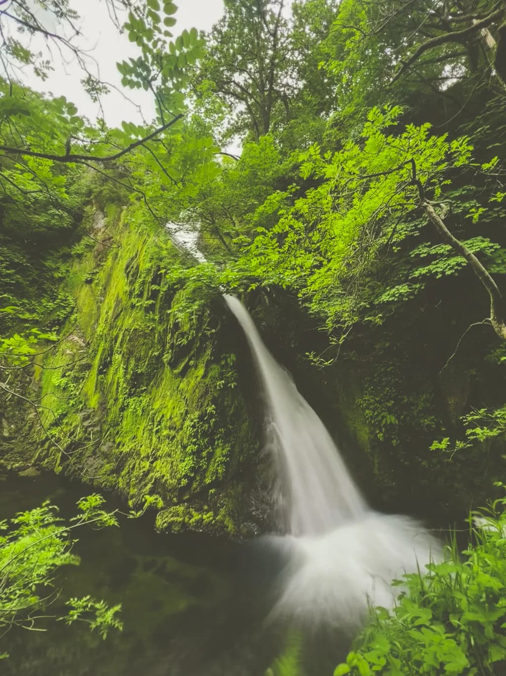 Whispers of the Forest: A Serene Waterfall Embraced by Lush Greenery