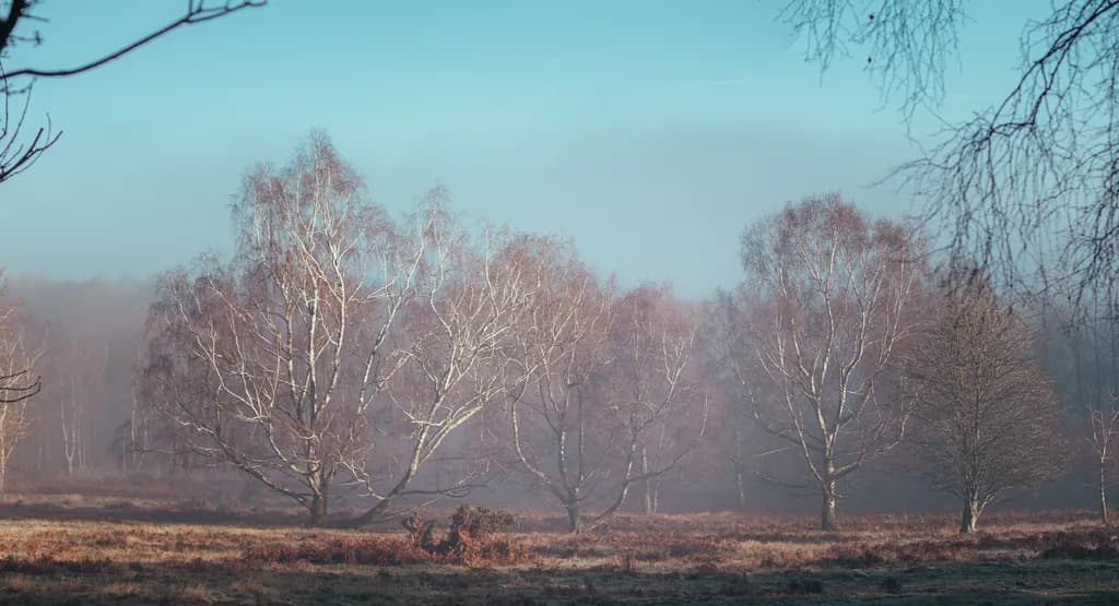 Whispers of Mist: A Serene Morning in the Enchanted Forest