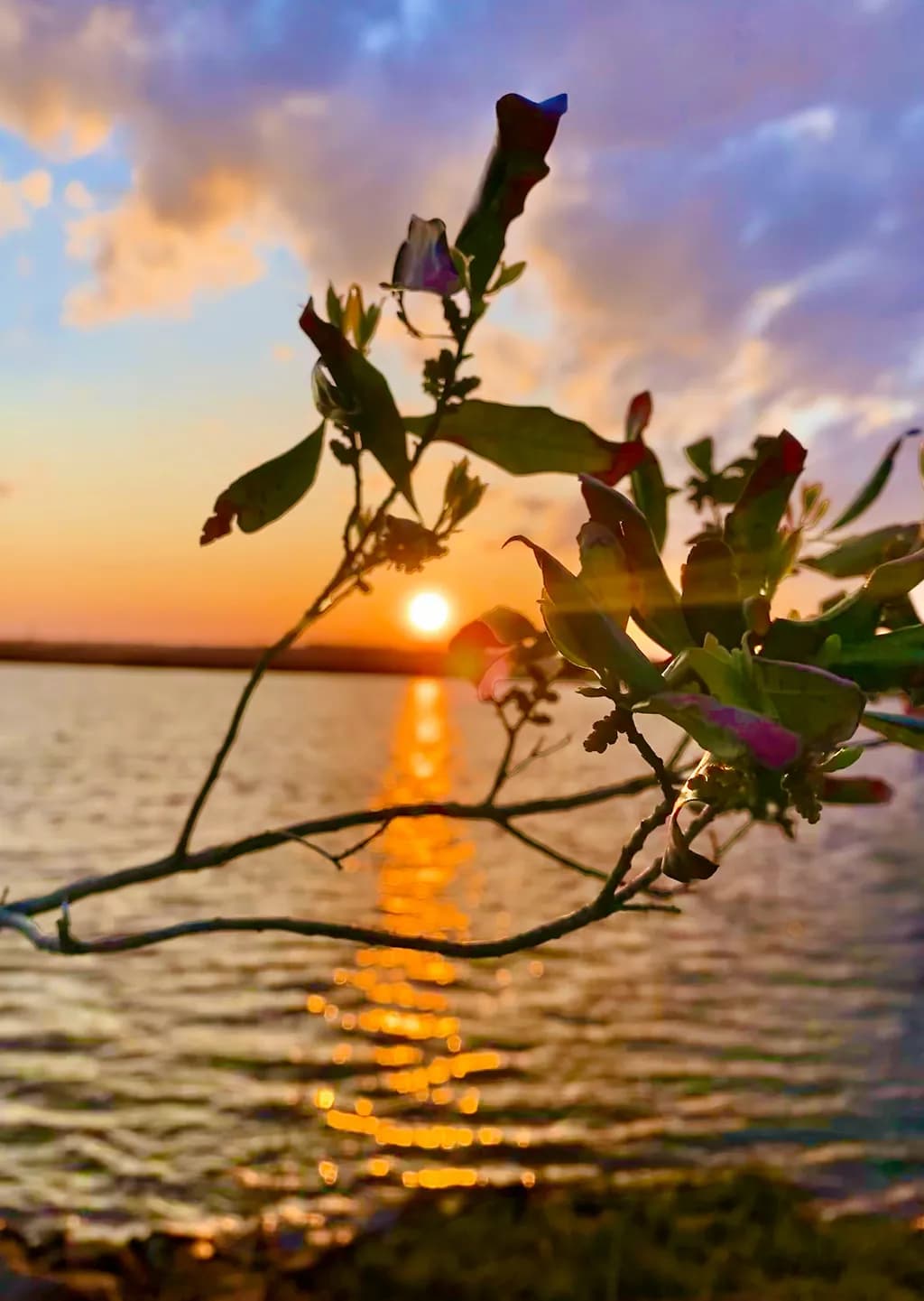 A Dance of Light and Nature