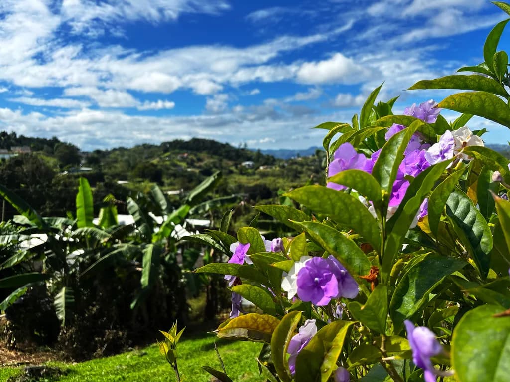 Blooming Horizons- Vibrant Flower Landscape