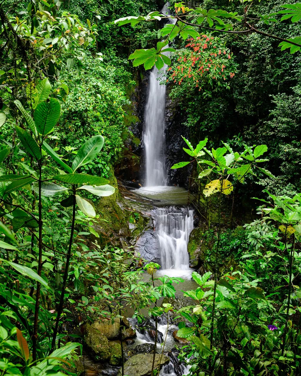 Whispers of the Rainforest: A Serene Waterfall Amidst Lush Greenery