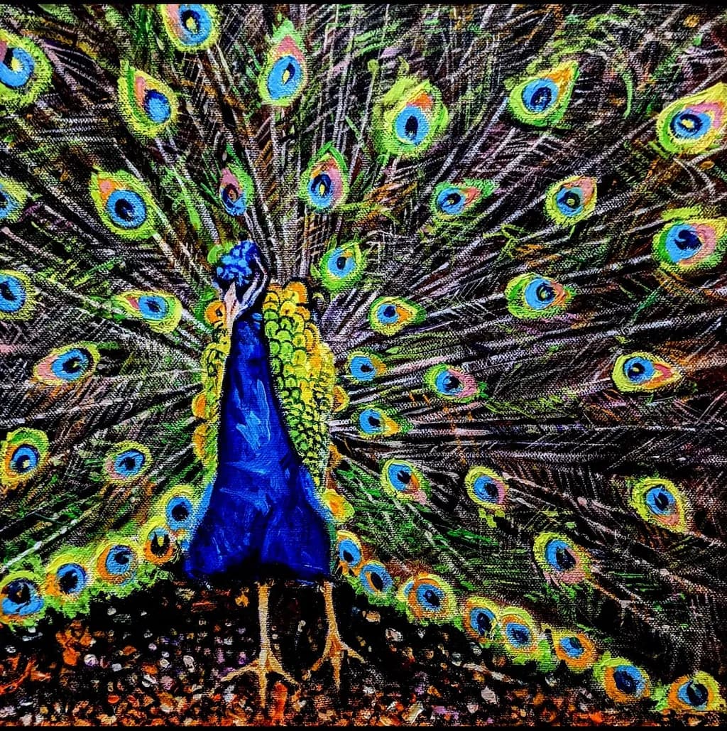 Peacock Display