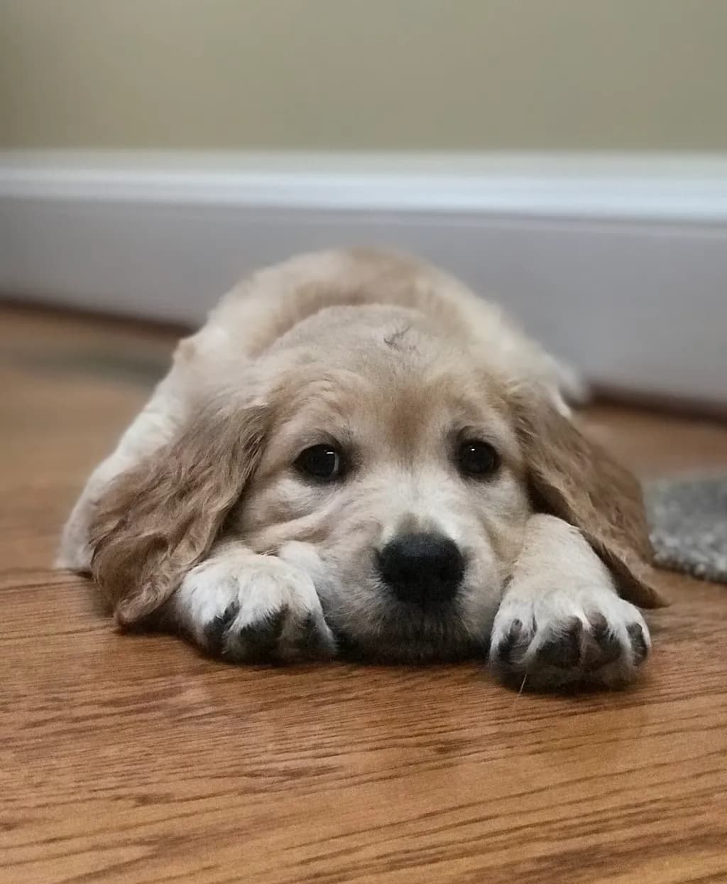 Golden Whiskers: A Heartwarming Portrait of Puppy Serenity