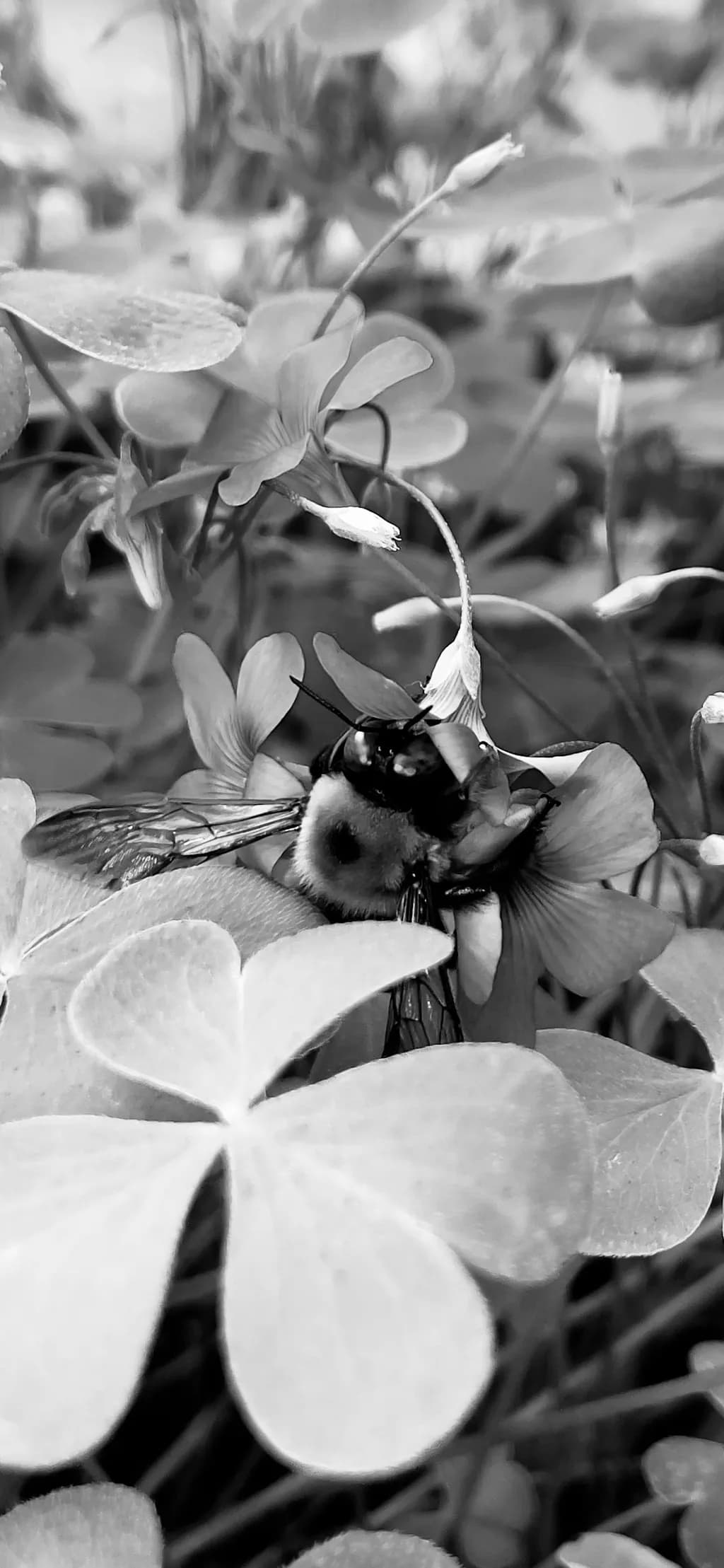 Whispers of Nature: A Bumblebee's Dance Among Clover Blossoms