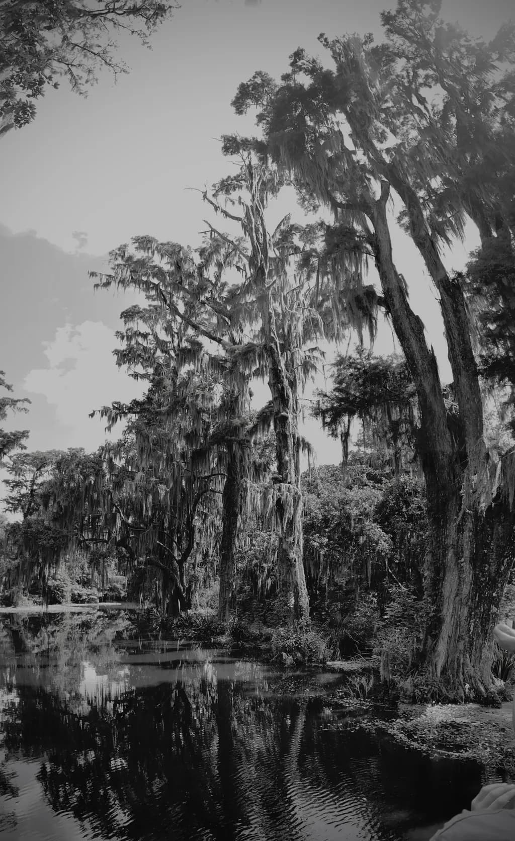 Whispers of the Bayou: A Serene Reflection in Monochrome