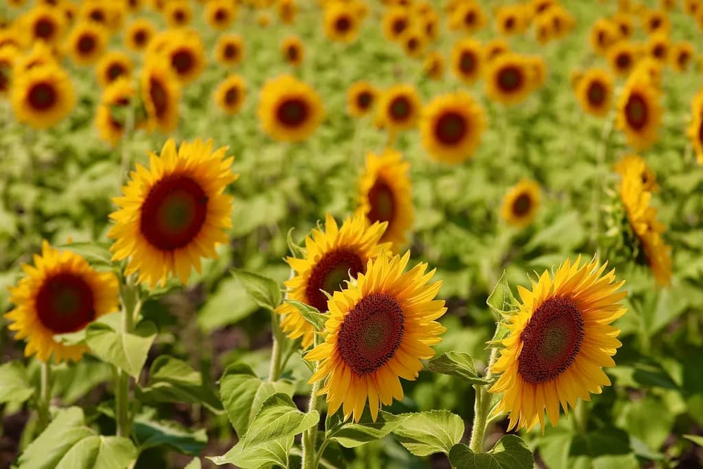 Nature's Smile