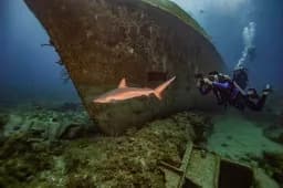 Shark Wreck Encounter