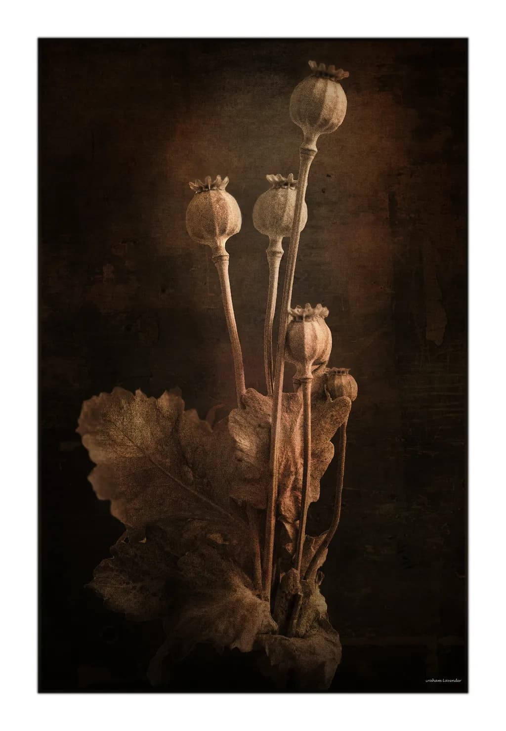 Poppy Pods