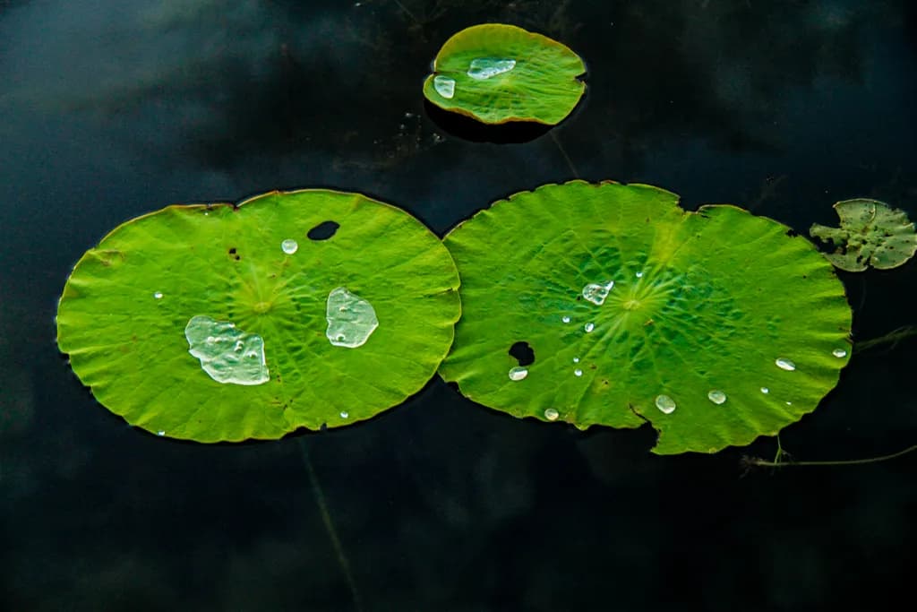 Lotus Effect