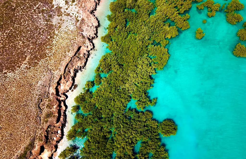 Cape Keraudren Mangroves
