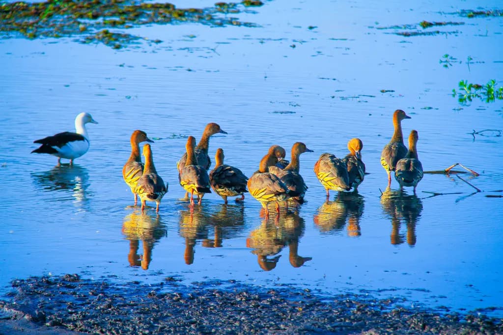 Fulvous Whistling Ducks