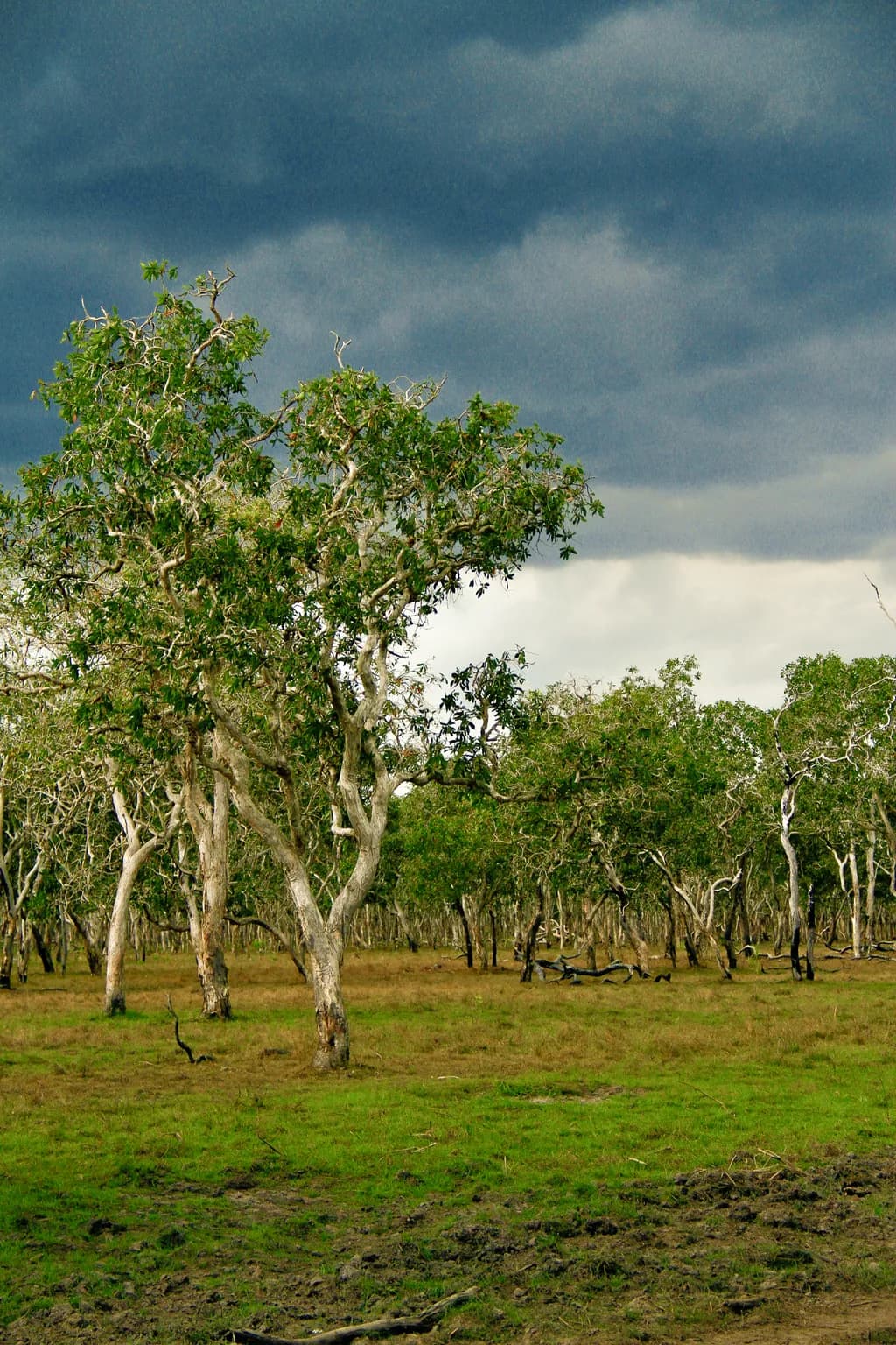 Ramingining Wetlands