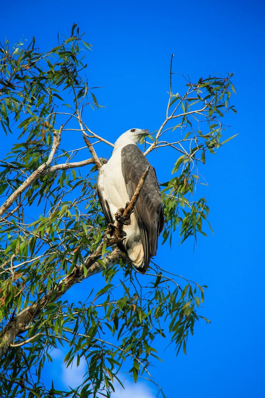 White-bellied Sea Eagle