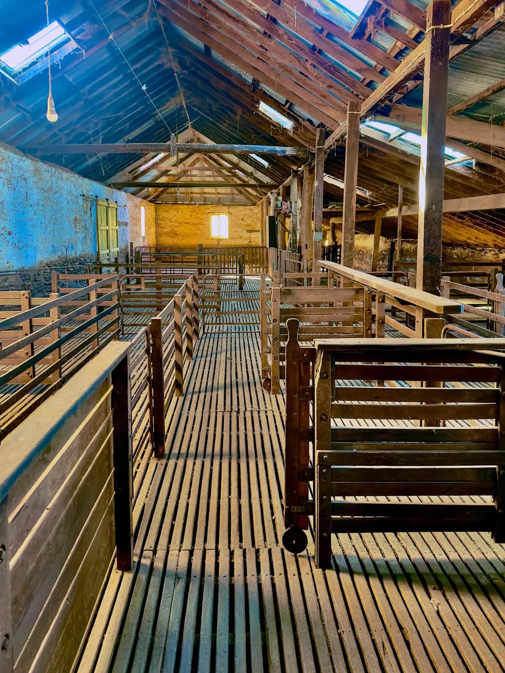 Shearing Shed