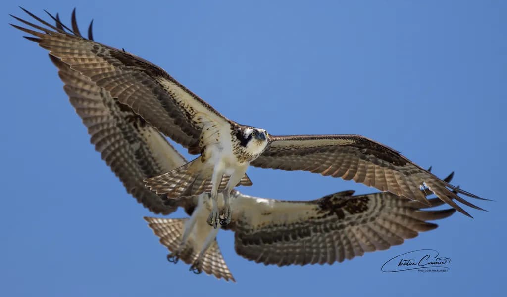 Dual Flight
