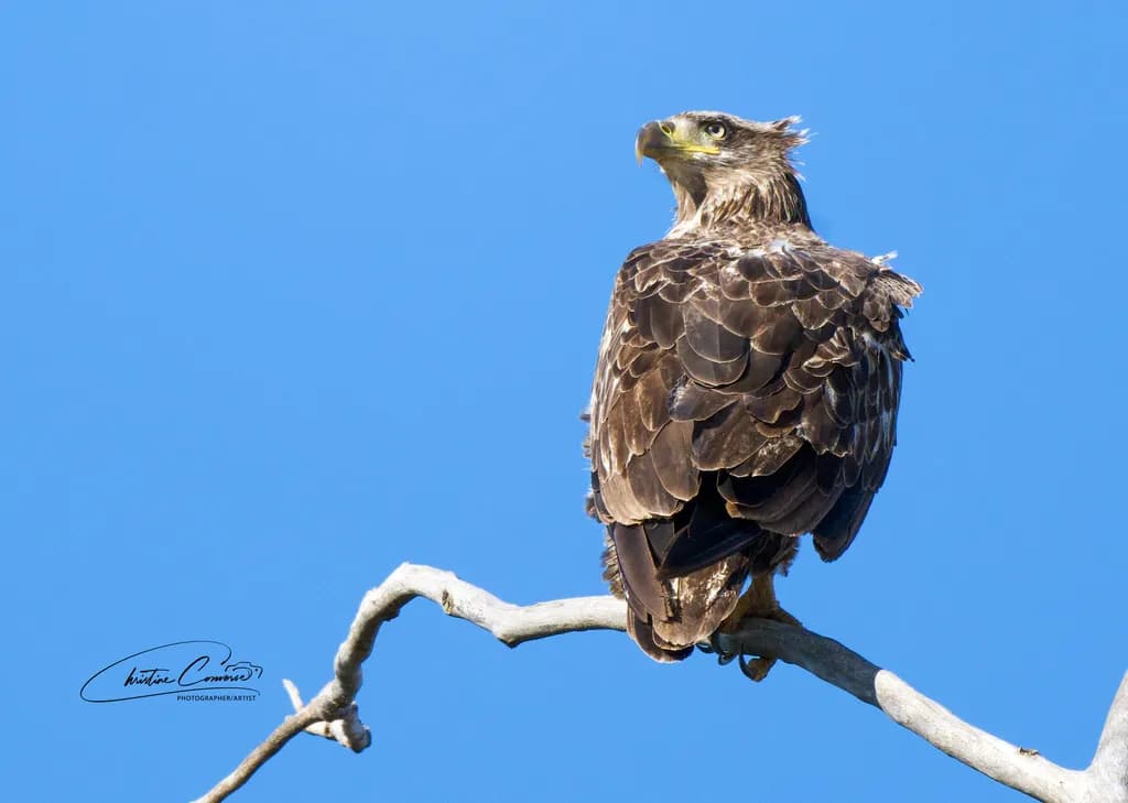 Perched Majesty